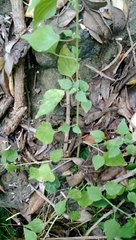 Parietaria debilis
