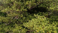 Planchonella costata