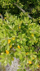 Planchonella costata