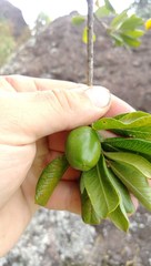 Planchonella costata