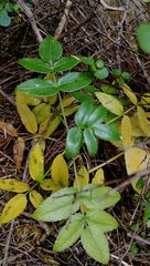 Scandia rosifolia