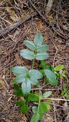 Scandia rosifolia