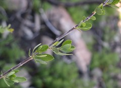 Heteromorpha arborescens arborescens