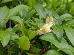 Tettigonia orientalis