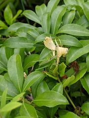 Tettigonia orientalis