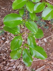 Psorospermum
