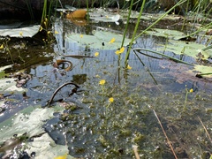 Utricularia aurea