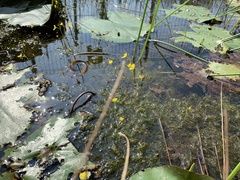 Utricularia aurea