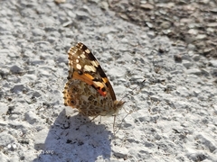 Vanessa cardui