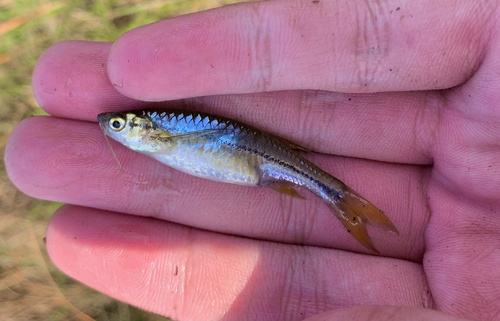 Striped flying barb (Esomus metallicus) — Cyprinidae — 2