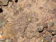 Periophthalmus variabilis