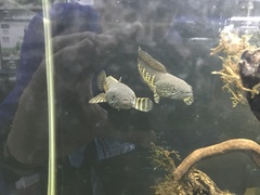 Channa aurantimaculata