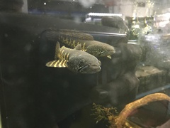 Channa aurantimaculata