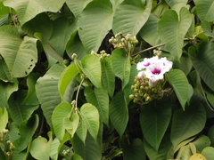 Ipomoea campanulata