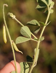 Indigofera alpina