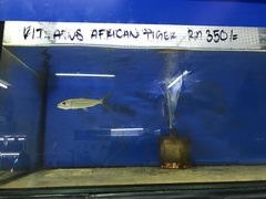 Hydrocynus vittatus