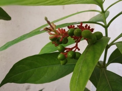 Rauvolfia serpentina