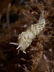 Diaphoreolis viridis