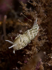 Diaphoreolis viridis