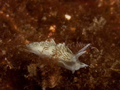 Diaphoreolis viridis