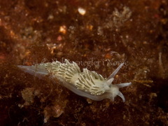 Diaphoreolis viridis