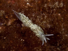 Diaphoreolis viridis