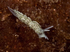 Diaphoreolis viridis