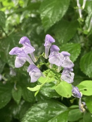 Scutellaria incana
