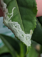 Phyllonorycter messaniella