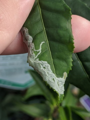 Phyllonorycter messaniella