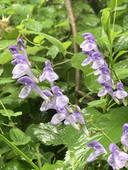 Scutellaria incana