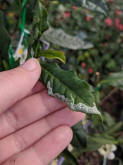 Phyllonorycter messaniella