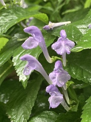 Scutellaria incana