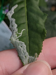 Phyllonorycter messaniella