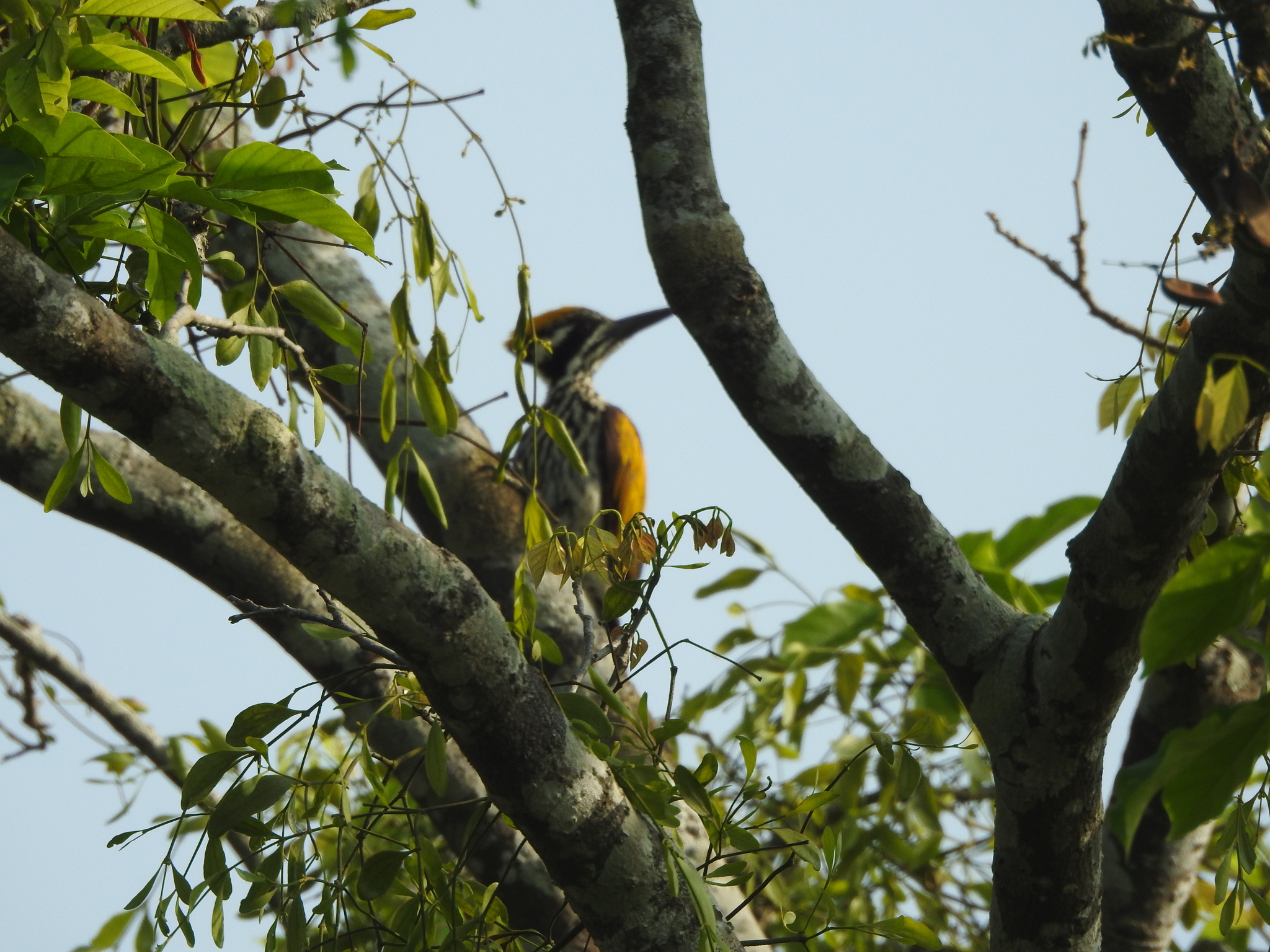 White-naped Woodpecker