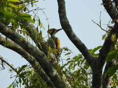 Chrysocolaptes festivus