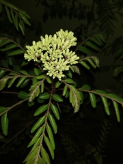 Angiospermae