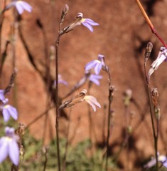 Lobelia preslii