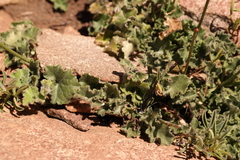 Lobelia preslii