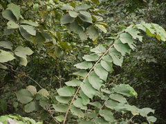Grewia tiliifolia