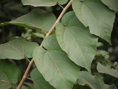 Grewia tiliifolia