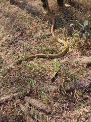 Ptyas mucosa