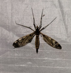 Tipula fuliginosa