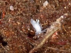 Lophodoris danielsseni