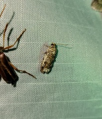 Proteoteras naracana