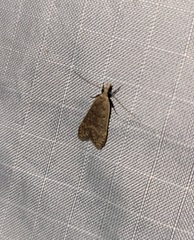 Dichomeris punctidiscellus