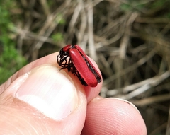 Pyrochroa coccinea