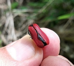 Pyrochroa coccinea