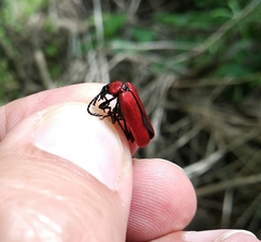 Pyrochroa coccinea