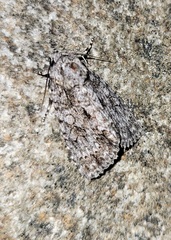 Acronicta hamamelis